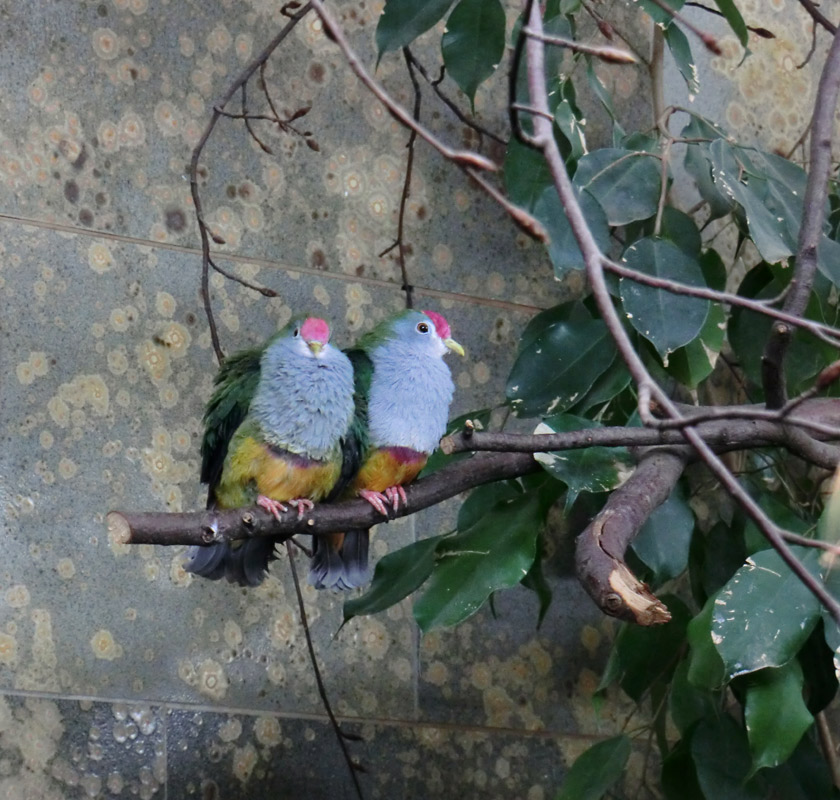 Rotkappen-Fruchttauben im Wuppertaler Zoo im April 2013