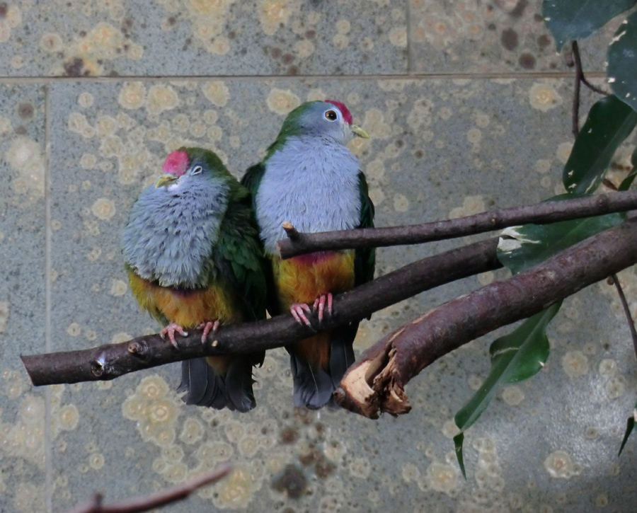 Rotkappen-Fruchttauben im Zoologischen Garten Wuppertal im April 2013