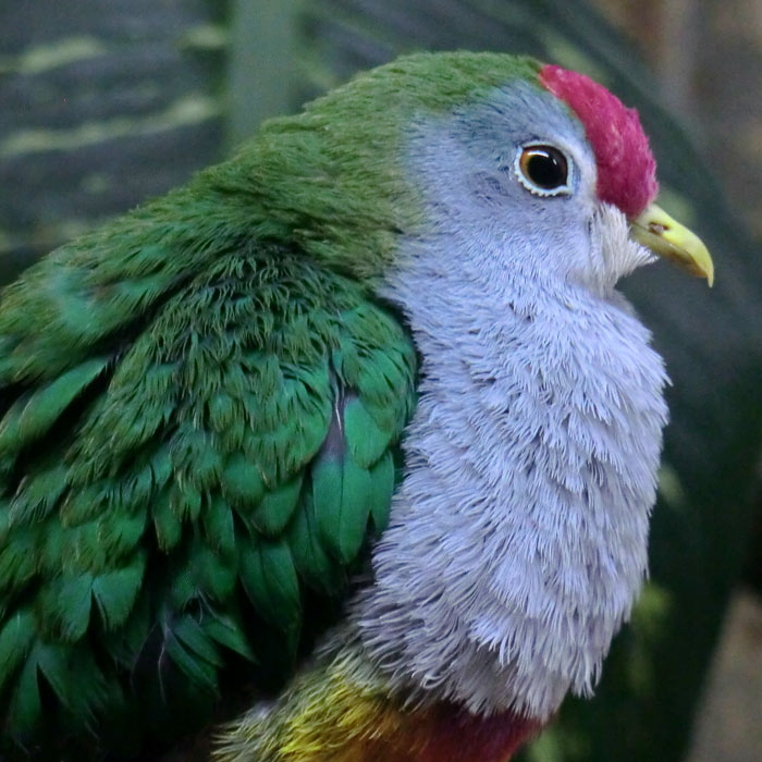 Rotkappen-Fruchttaube im Wuppertaler Zoo im Juli 2014