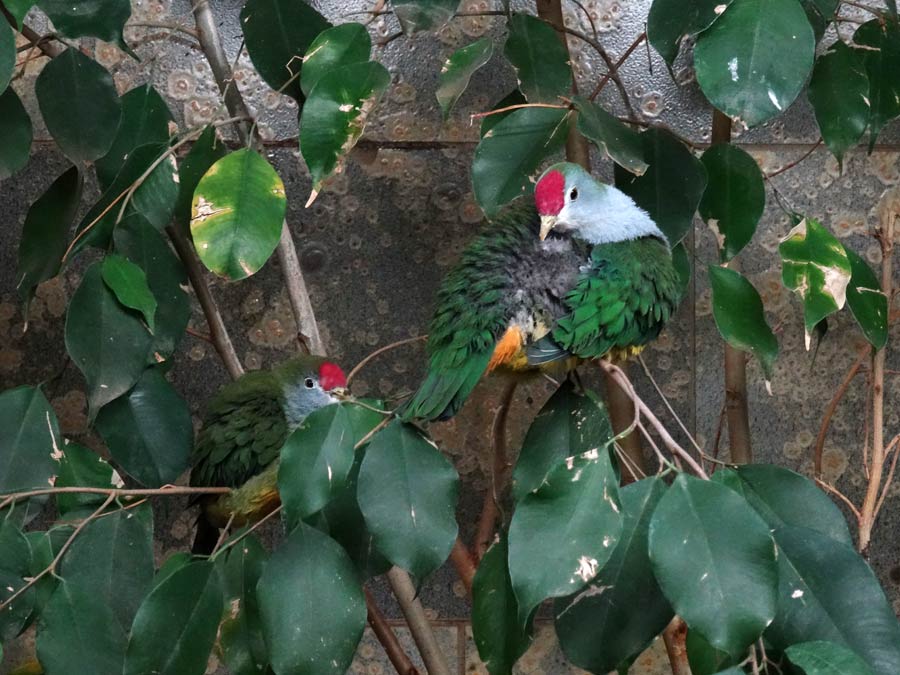 Rotkappen-Fruchttauben im Grünen Zoo Wuppertal im Januar 2015