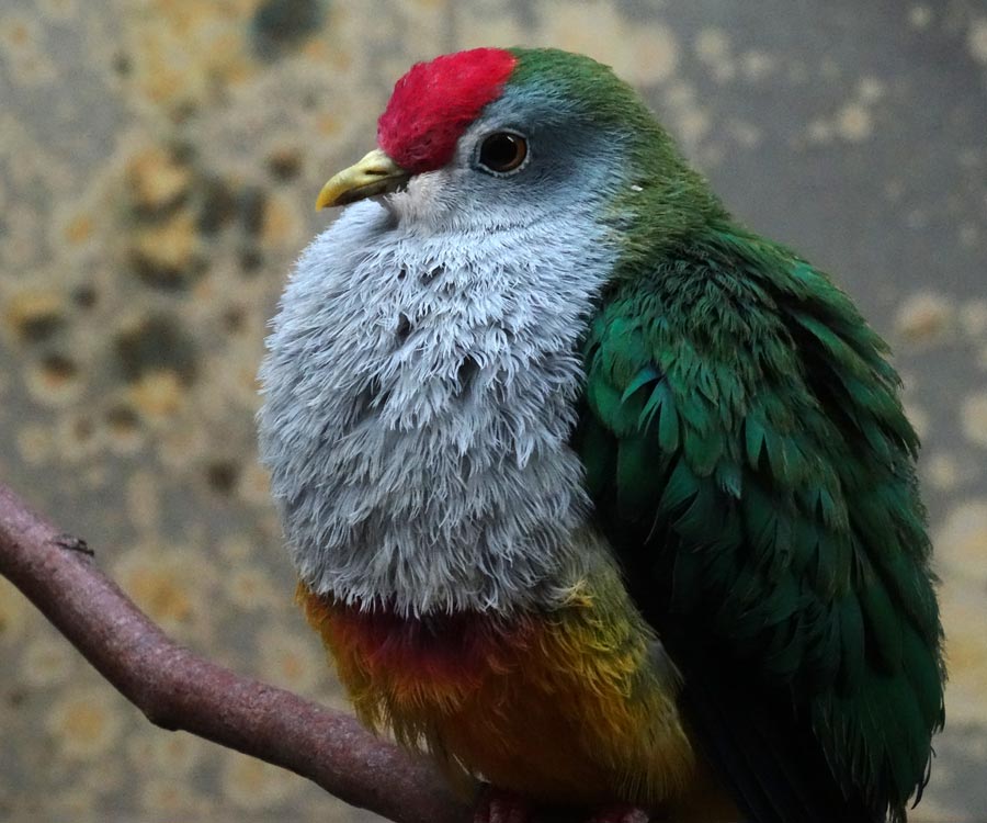 Rotkappen-Fruchttaube im Wuppertaler Zoo im Januar 2015