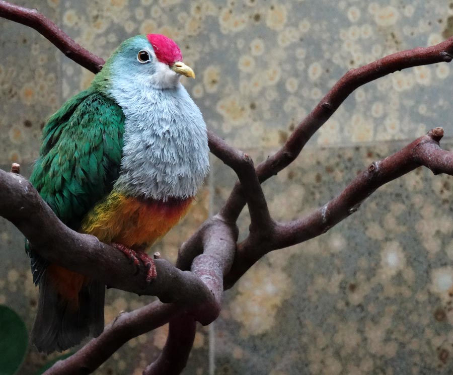 Rotkappen-Fruchttaube im Zoologischen Garten Wuppertal im Januar 2015