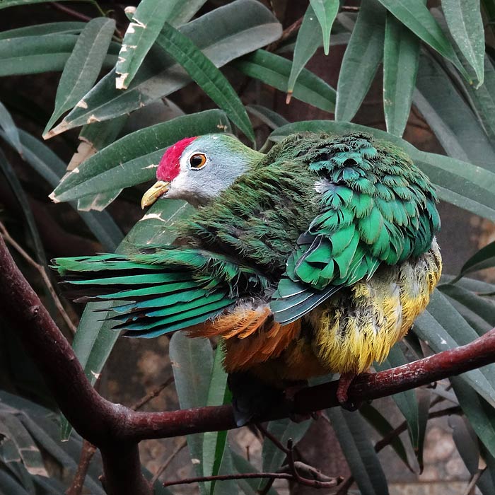 Rotkappen-Fruchttaube im Wuppertaler Zoo im Februar 2015