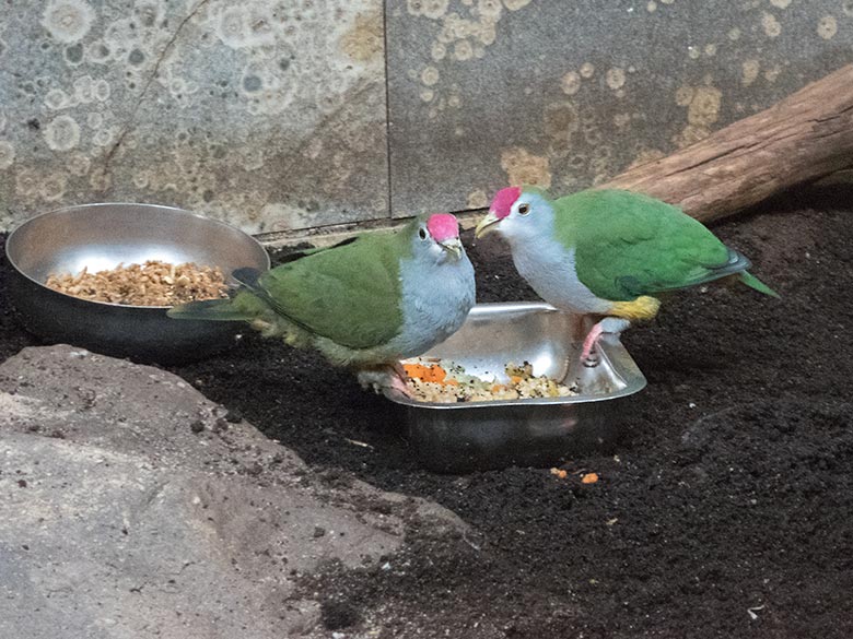 Rotkappen-Fruchttauben-Paar am 8. Oktober 2019 in der Innenvoliere im Vogel-Haus im Zoo Wuppertal