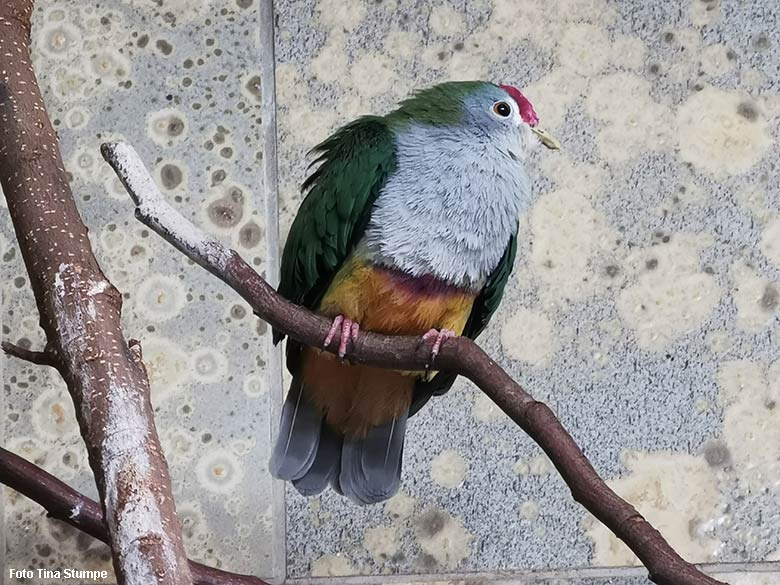 Rotkappen-Fruchttaube am 17. Oktober 2021 in einem Schaugehege im Vogel-Haus im Grünen Zoo Wuppertal (Foto Tina Stumpe)