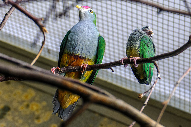 Rotkappen-Fruchttaube mit Rotkappen-Fruchttauben-Küken am 5. August 2022 im Vogel-Haus im Zoologischen Garten Wuppertal