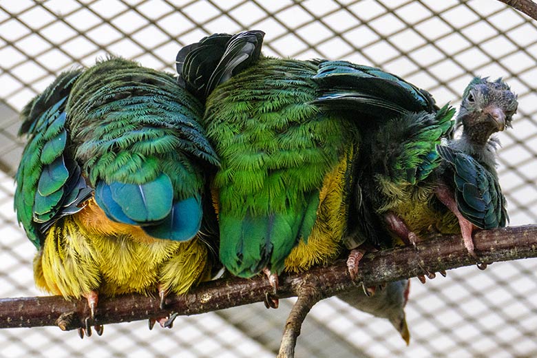 Rotkappen-Fruchttauben-Paar mit Jungtier am 5. August 2022 im Vogel-Haus im Grünen Zoo Wuppertal