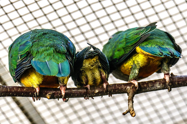 Rotkappen-Fruchttauben-Jungtier zwischen dem Rotkappen-Fruchttauben-Paar am 5. August 2022 im Vogel-Haus im Zoo Wuppertal