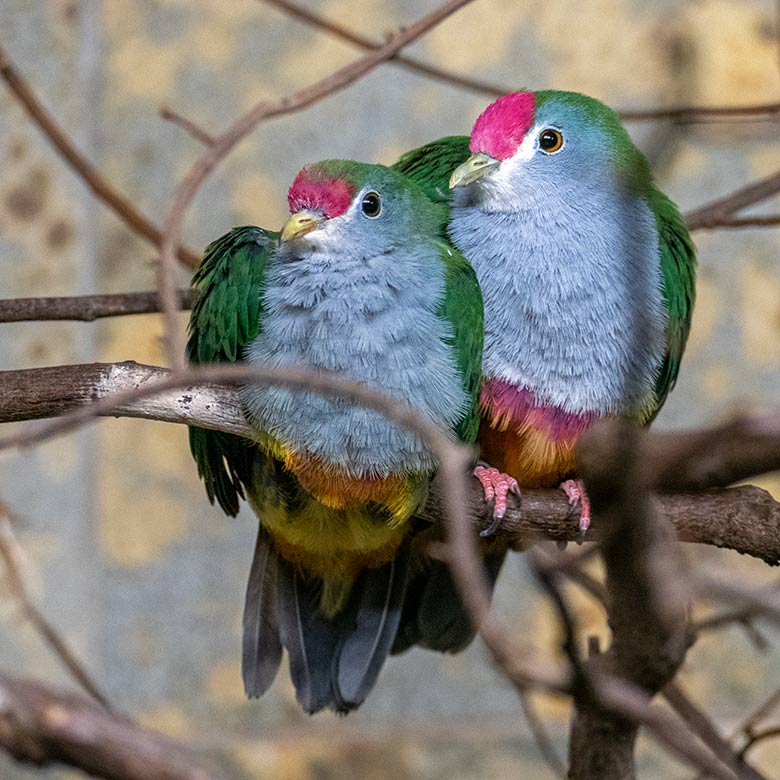 Rotkappen-Fruchttauben-Jungtier mit der männlichen Rotkappen-Fruchttaube am 7. Oktober 2022 im Vogel-Haus im Grünen Zoo Wuppertal