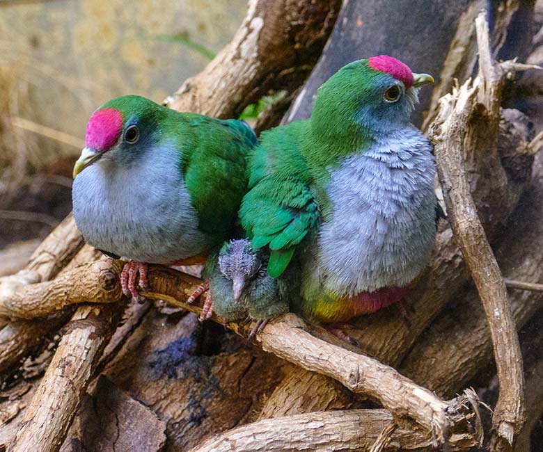 Rotkappen-Fruchttauben-Zuchtpaar mit dem am 11. Oktober 2022 geschlüpften Rotkappen-Fruchttauben-Küken am 19. Oktober 2022 im Vogel-Haus im Zoologischen Garten der Stadt Wuppertal