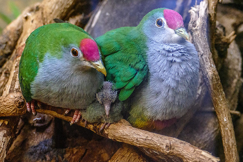 Rotkappen-Fruchttauben-Zuchtpaar mit dem am 11. Oktober 2022 geschlüpften Rotkappen-Fruchttauben-Küken am 19. Oktober 2022 im Vogel-Haus im Zoo Wuppertal