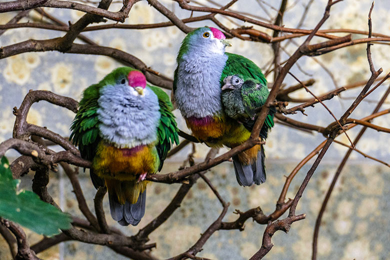 Rotkappen-Fruchttauben-Zuchtpaar mit dem am 11. Oktober 2022 geschlüpften Rotkappen-Fruchttauben-Küken am 19. Oktober 2022 im Vogel-Haus im Wuppertaler Zoo