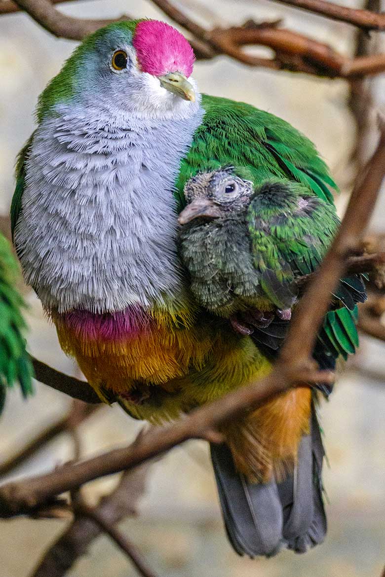 Rotkappen-Fruchttaube mit dem am 11. Oktober 2022 geschlüpften Rotkappen-Fruchttauben-Küken am 19. Oktober 2022 im Vogel-Haus im Zoologischen Garten Wuppertal