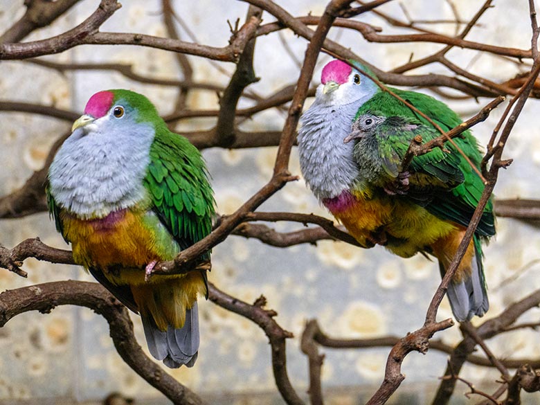 Rotkappen-Fruchttauben-Zuchtpaar mit dem am 11. Oktober 2022 geschlüpften Rotkappen-Fruchttauben-Küken am 19. Oktober 2022 im Vogel-Haus im Grünen Zoo Wuppertal