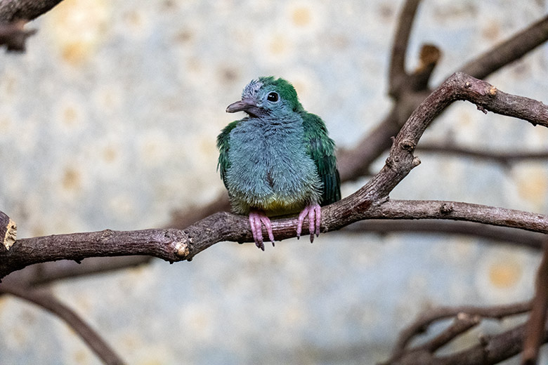 Mittlerweile verstorbenes Rotkappen-Fruchttauben-Jungtier am 22. Oktober 2022 im Vogel-Haus im Wuppertaler Zoo