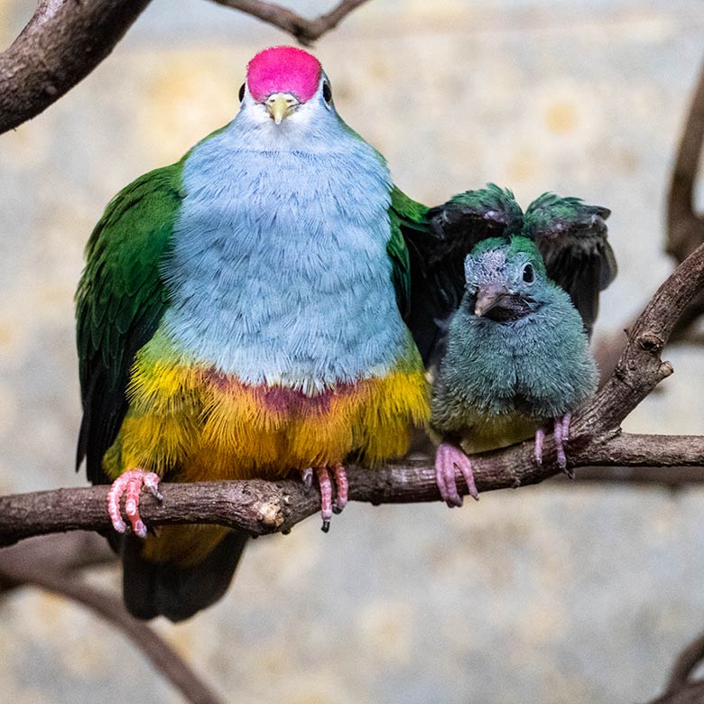 Rotkappen-Fruchttaube mit dem mittlerweile verstorbenen Jungtier am 22. Oktober 2022 im Vogel-Haus im Zoologischen Garten Wuppertal