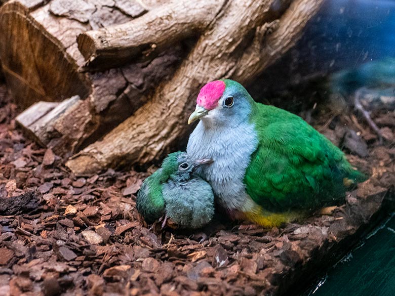 Rotkappen-Fruchttaube mit dem mittlerweile verstorbenen Jungtier am 24. Oktober 2022 im Vogel-Haus im Zoologischen Garten Wuppertal