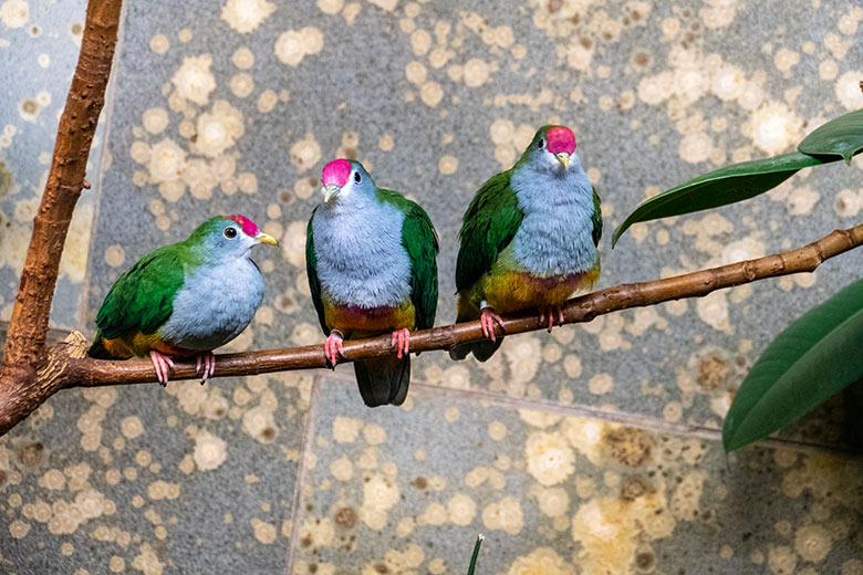 Rotkappen-Fruchttauben-Jungtier und Rotkappen-Fruchttauben-Zucht-Paar am 5. November 2022 im Vogel-Haus im Wuppertaler Zoo