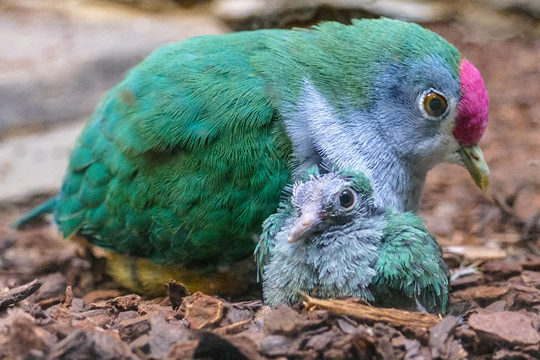 Rotkappen-Fruchttaube mit Küken am 9. Dezember 2022 im Vogel-Haus im Grünen Zoo Wuppertal