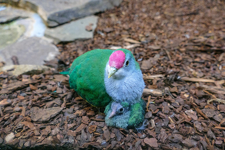 Rotkappen-Fruchttaube mit Küken am 9. Dezember 2022 im Vogel-Haus im Zoologischen Garten Wuppertal