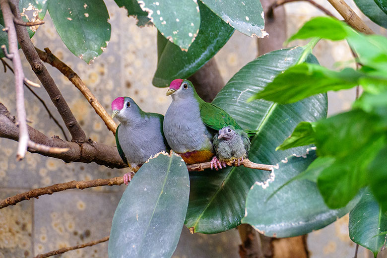 Rotkappen-Fruchttauben-Zucht-Paar mit Küken am 9. Dezember 2022 im Vogel-Haus im Zoo Wuppertal