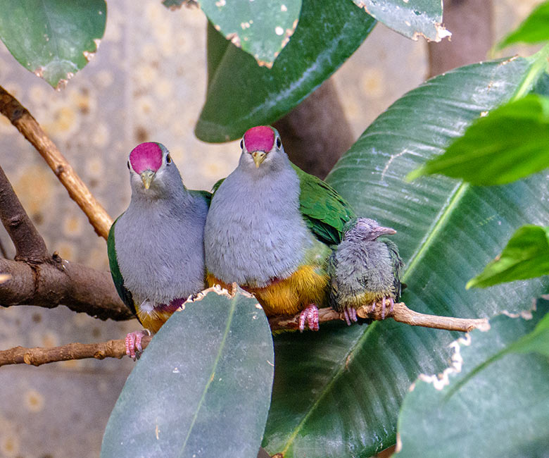 Rotkappen-Fruchttauben-Zucht-Paar mit Küken am 9. Dezember 2022 im Vogel-Haus im Wuppertaler Zoo