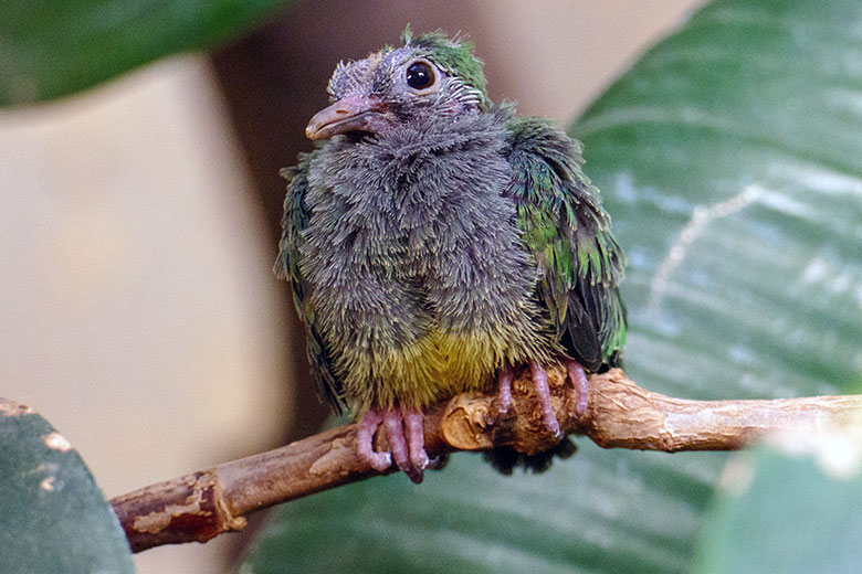 Das am 30. November 2022 geschlüpfte Rotkappen-Fruchttauben-Küken am 9. Dezember 2022 im Vogel-Haus im Zoo Wuppertal