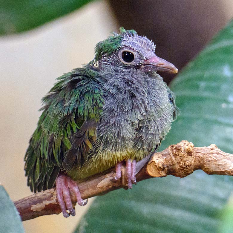 Das am 30. November 2022 geschlüpfte Rotkappen-Fruchttauben-Küken am 9. Dezember 2022 im Vogel-Haus im Wuppertaler Zoo