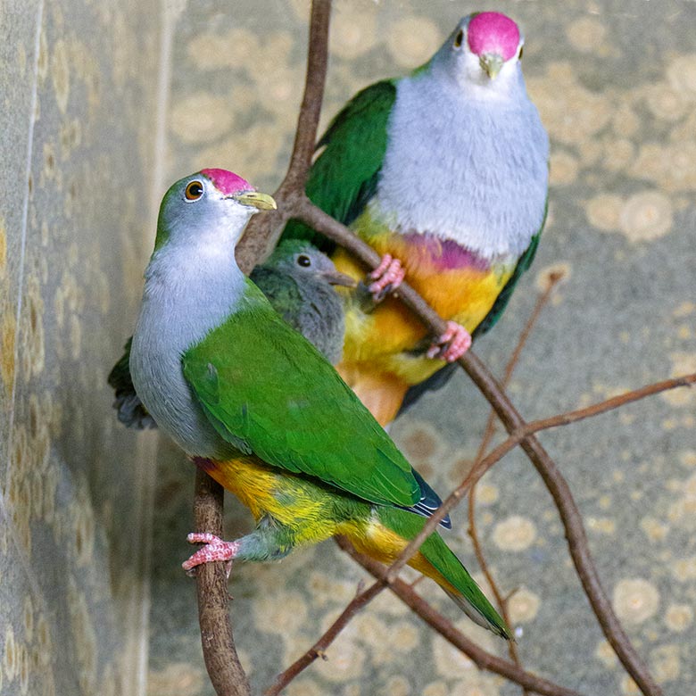 Rotkappen-Fruchttauben-Zucht-Paar mit dem am 12. Dezember 2022 geschlüpften Küken am 2. November 2022 im Vogel-Haus im Zoologischen Garten Wuppertal