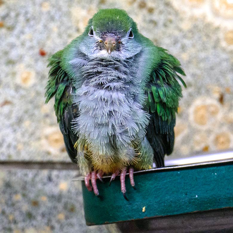 Das am 30. November 2022 geschlüpfte Rotkappen-Fruchttauben-Jungtier am 3. Januar 2023 im Vogel-Haus im Wuppertaler Zoo