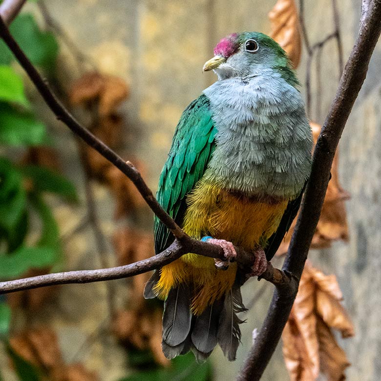 Das am 30. November 2022 geschlüpften Rotkappen-Fruchttauben-Jungtier am 28. Februar 2023 im Vogel-Haus im Zoologischen Garten Wuppertal