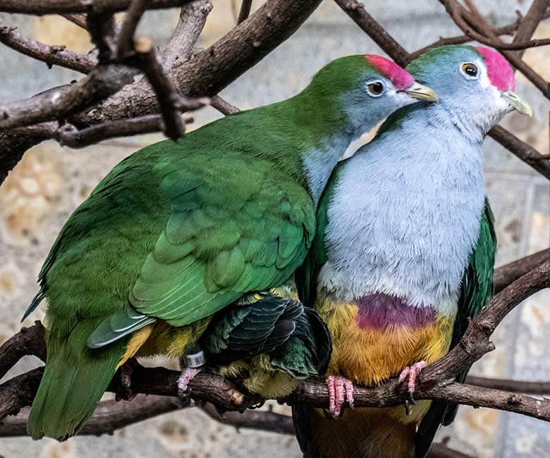 Rotkappen-Fruchttauben-Zucht-Paar mit Rotkappen-Fruchttauben-Küken am 22. März 2023 im Vogel-Haus im Grünen Zoo Wuppertal