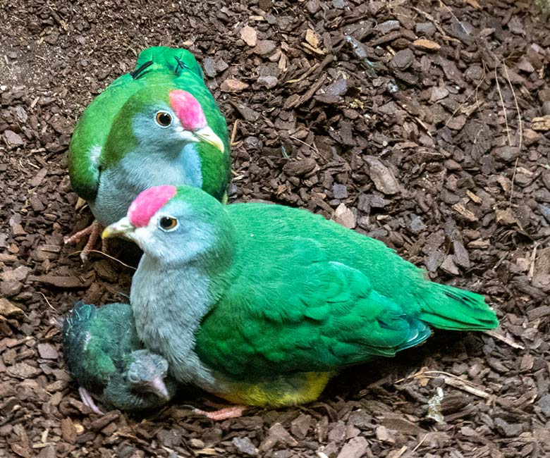 Rotkappen-Fruchttauben-Zucht-Paar mit dem am 9. Oktober 2023 geschlüpften Rotkappen-Fruchttauben-Küken am 20. Oktober 2023 im Vogel-Haus im Grünen Zoo Wuppertal