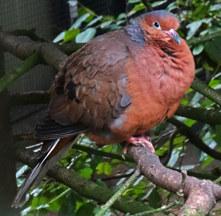 Socorrotaube im September 2015 im Grünen Zoo Wuppertal