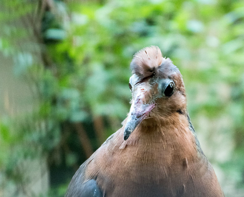 Socorrotaube am 3. August 2018 in der Außenvoliere am Vogelhaus im Zoologischen Garten Wuppertal
