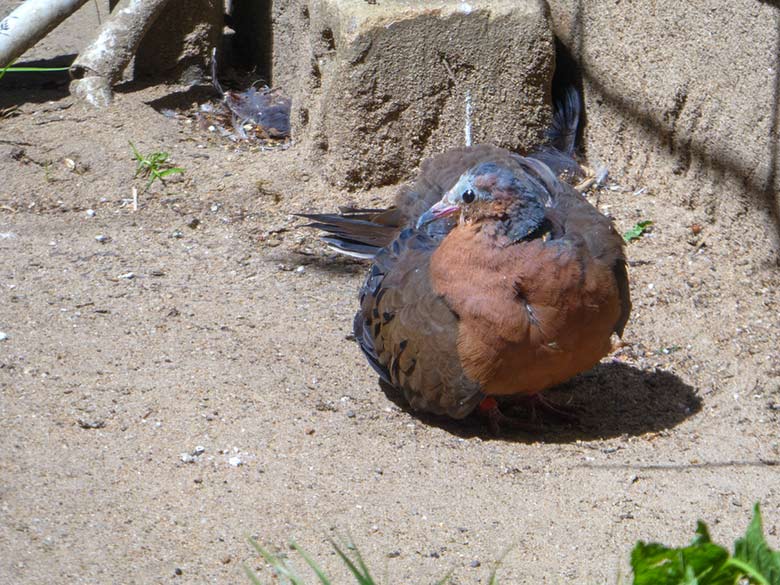 Socorrotaube am 14. Mai 2020 in einer Außenvoliere am Vogel-Haus im Grünen Zoo Wuppertal