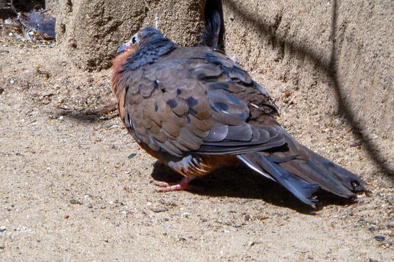 Socorrotaube am 14. Mai 2020 in einer Außenvoliere am Vogel-Haus im Zoologischen Garten Wuppertal