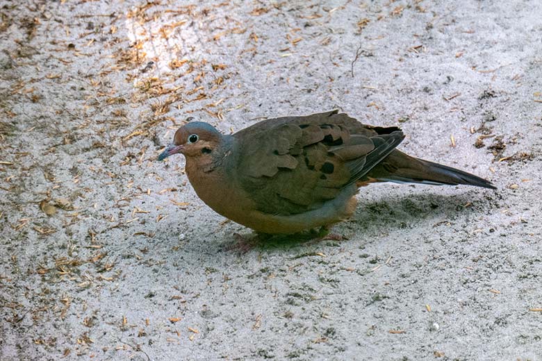 Alte männliche Socorrotaube am 7. August 2023 in der linken Außenvoliere am Vogel-Haus im Wuppertaler Zoo