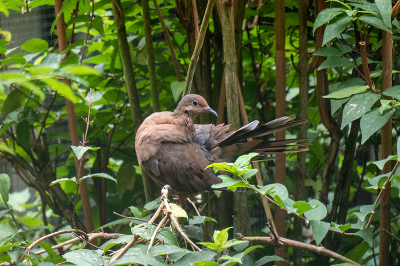 Junge weibliche Socorrotaube am 28. August 2023 in einer Außenvoliere am Vogel-Haus im Grünen Zoo Wuppertal