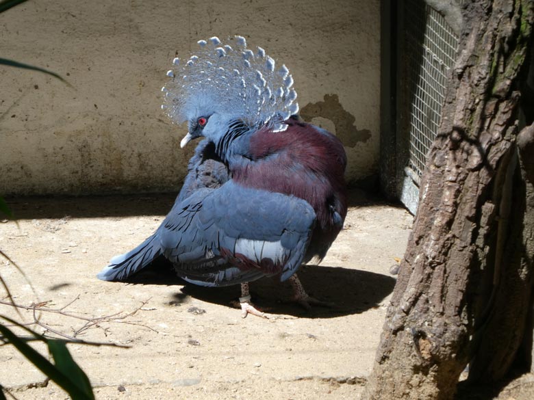 Viktoria Krontaube am 5. Juni 2017 im Wuppertaler Zoo