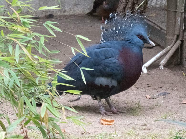 Victoria Krontaube am 22. Oktober 2019 in einer Außenvoliere am Vogel-Haus im Grünen Zoo Wuppertal