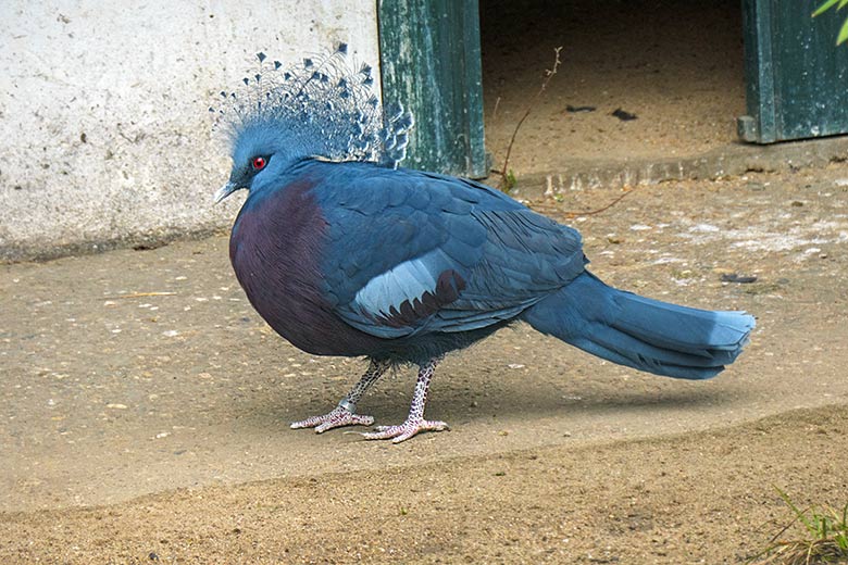 Victoria Krontaube am 21. März 2021 in einer Außenvoliere am Vogel-Haus im Wuppertaler Zoo