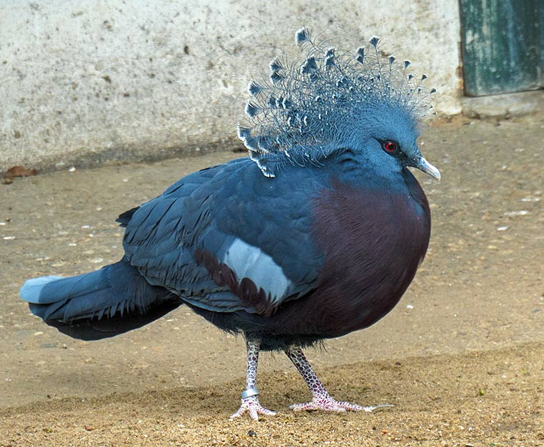 Victoria Krontaube am 21. März 2021 in einer Außenvoliere am Vogel-Haus im Zoologischen Garten Wuppertal