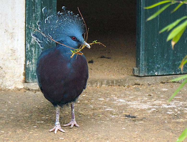 Victoria Krontaube am 21. März 2021 in einer Außenvoliere am Vogel-Haus im Grünen Zoo Wuppertal