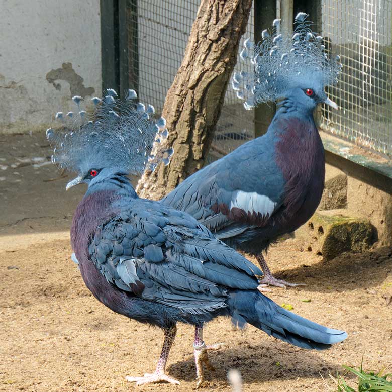 Victoria Krontauben am 13. April 2021 in einer Außenvoliere am Vogel-Haus im Wuppertaler Zoo