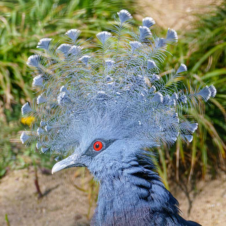 Victoria Krontaube am 27. April 2021 in einer Außenvoliere am Vogel-Haus im Grünen Zoo Wuppertal