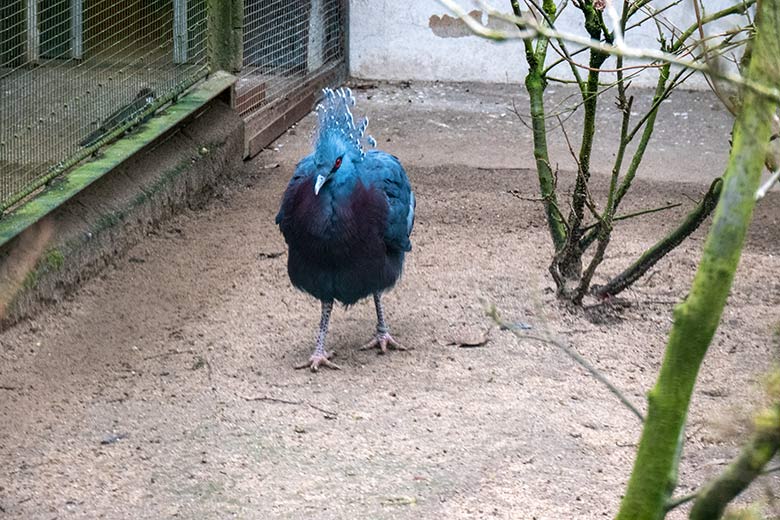 Victoria Krontaube am 11. Februar 2024 in einer Außenvoliere am Vogel-Haus im Zoologischen Garten Wuppertal