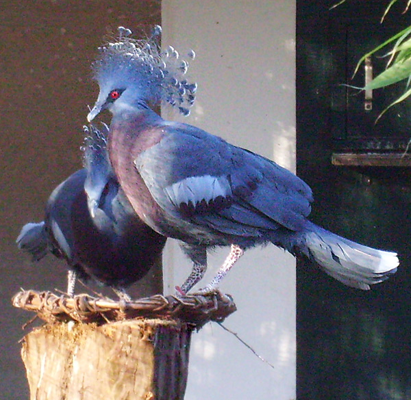 Victoria Krontauben im Wuppertaler Zoo im Januar 2009