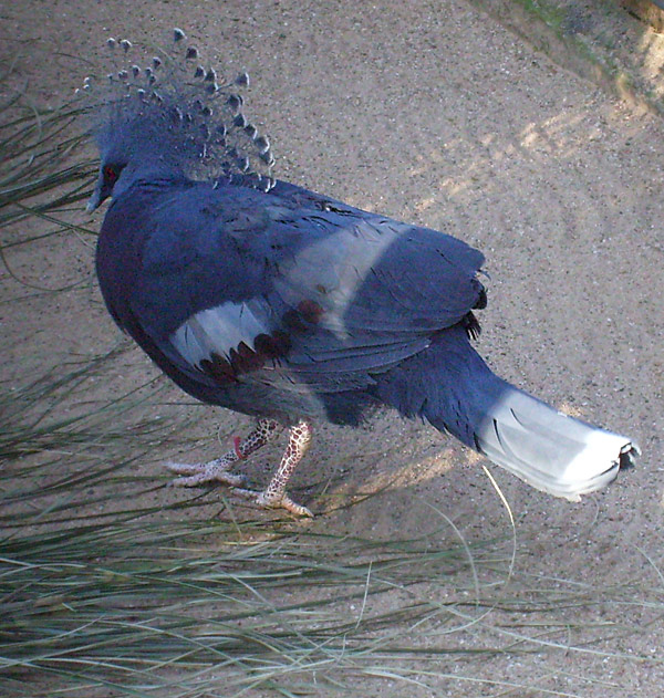 Victoria Krontaube im Wuppertaler Zoo im Januar 2009