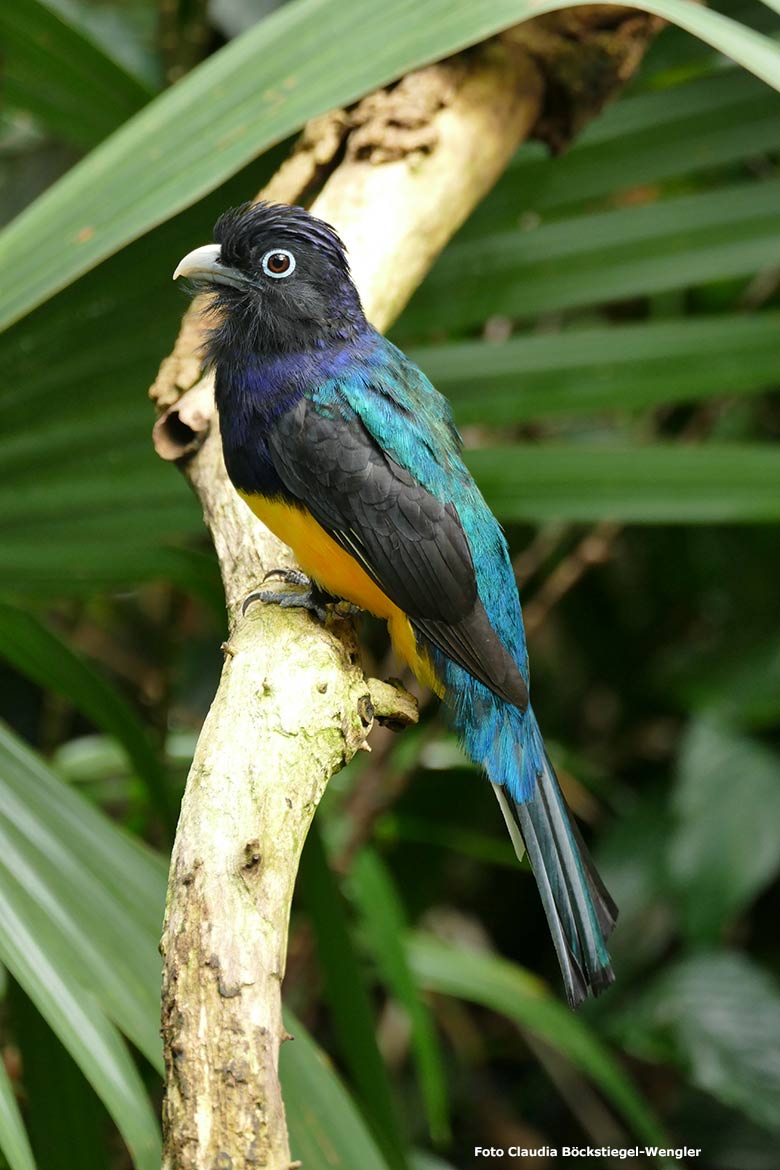 Weißschwanztrogon am 5. Juni 2017 in der Freiflughalle am Vogel-Haus im Zoo Wuppertal (Foto Claudia Böckstiegel-Wengler)